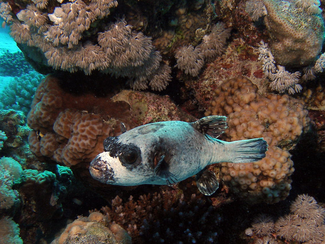 Arothron diadematus (Pesce palla mascherato)